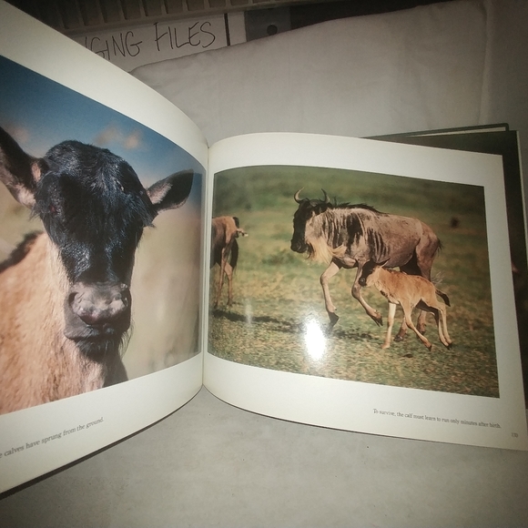 Serengeti: Natural Order on the African Plain by M - Picture 9 of 10